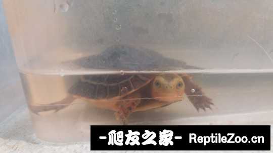 101301fq4cxvrvz5mqvvcr.jpg