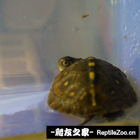 101355p00wq30uicuu38am.jpg