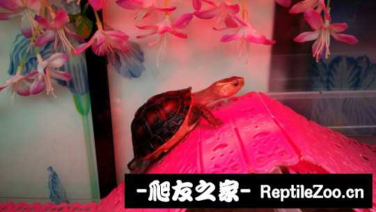 101409x2xyaz2g6rx52g7r.jpg