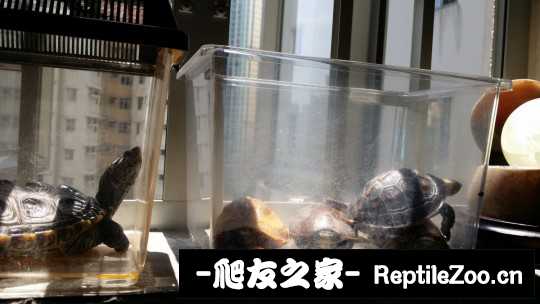 101414w5gl6dq2quguy2gq.jpg