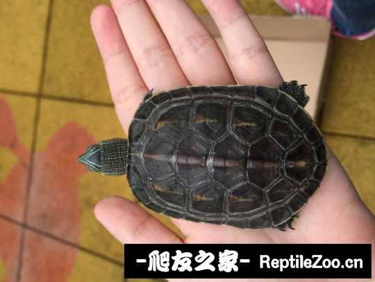 101459bjd1s22es2fiv5u6.jpg