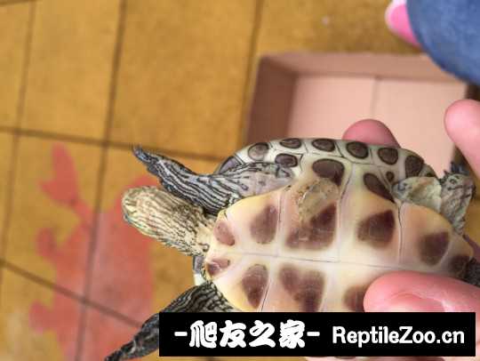 101459lcnrshcb4ycdbc5g.jpg