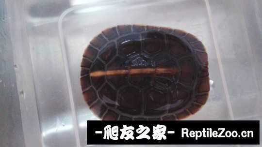 101554xdagltithqzqgp09.jpg