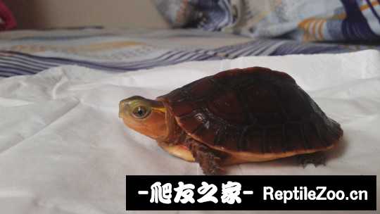 101640vtogouuouo9u9z8g.jpg