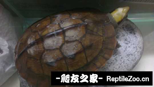 101656qfx545mdpp4p45xm.jpg