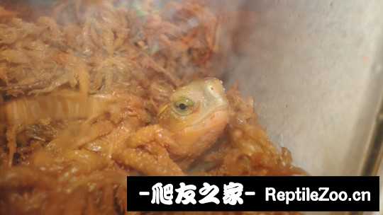 101705xhgzmmea262xmz00.jpg