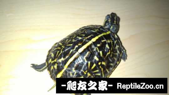 101743nx4rnc74mcxczmee.jpg