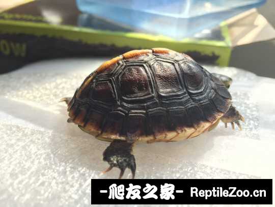 101756nh6h63qha01x0qk1.jpg