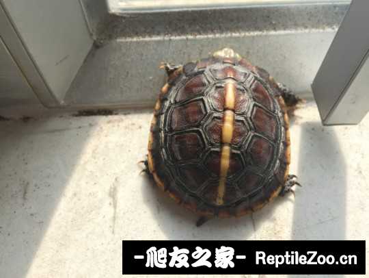 101756tjuj0nvu73v7d0av.jpg