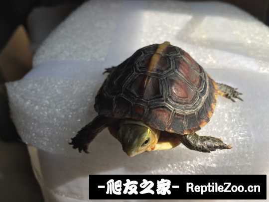 101756zdcg3ndf3md1h7fm.jpg