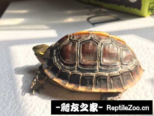 101757r3ftfc1vqcskqzcc.jpg