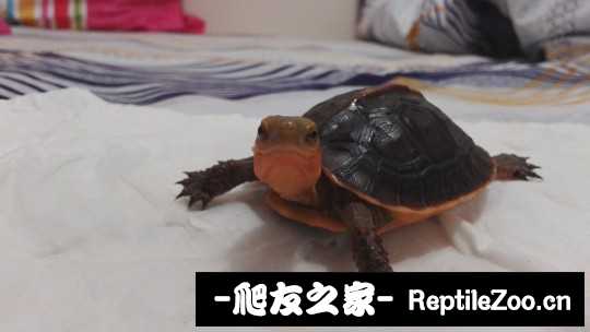 101826yzzc6oylywwawyd7.jpg