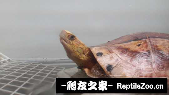 101852rlxm0bnbdk6dtdto.jpg