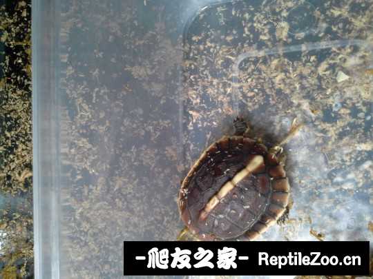 102007j4qcs632t560wu6m.jpg