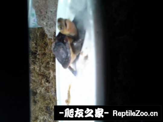 102048xc2t2d4lddo9dio7.jpg