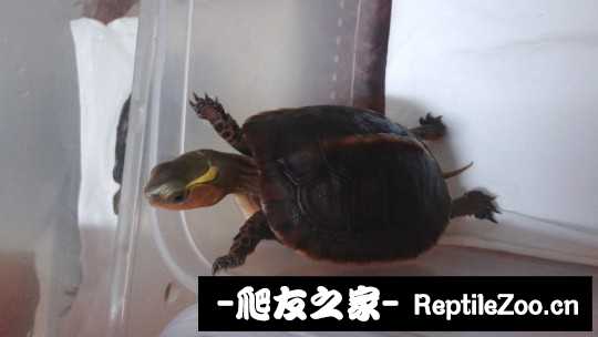 102320fchci8hhzun0c00c.jpg