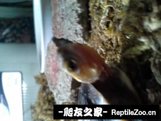 102343ppprrprvhxprx5og.jpg