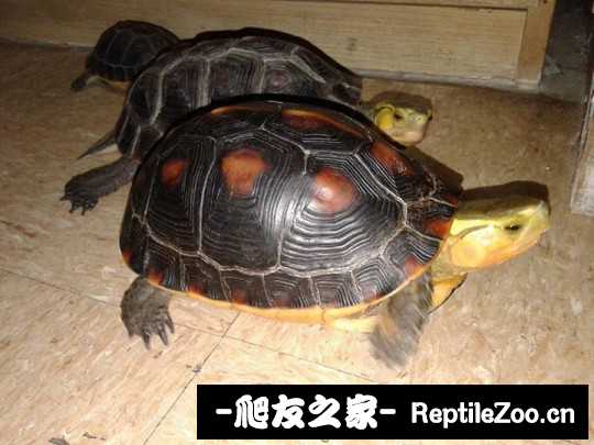102349ypf0u0wbfl2elwf1.jpg