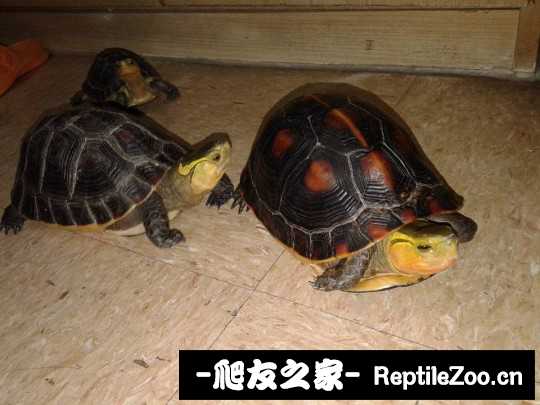 102350mhrdyder8ceexnd8.jpg