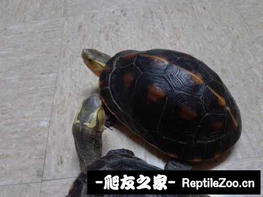 102351z3dnkdsp3dkvs6zd.jpg