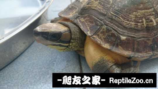 102357zi6im8r8kc60shcz.jpg