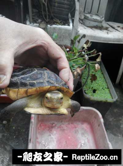 102453gpm27j2juw0muom2.jpg