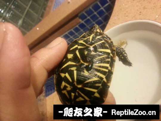 102550vjyd327we3h7ee73.jpg