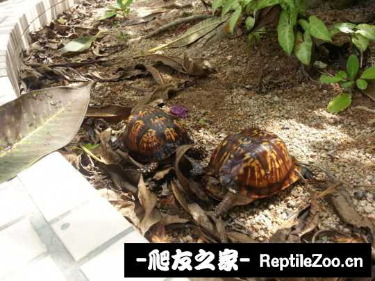 102641yu91rx61tuztqjup.jpg