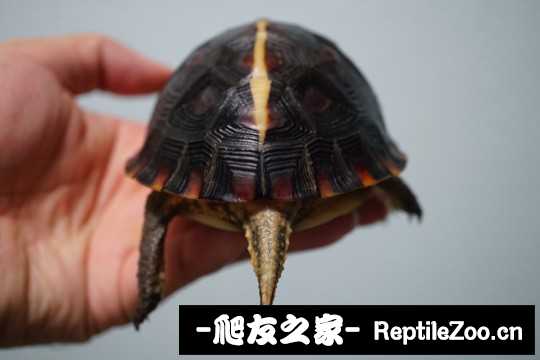 102712bsffostshi4fxso0.jpg