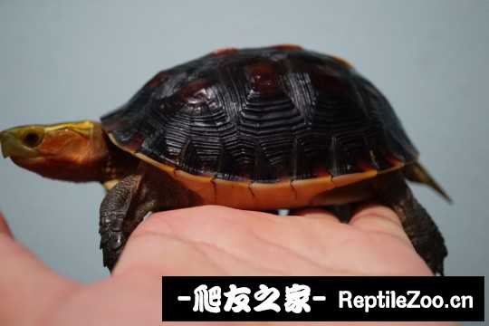102713ir9ngyc5xcs6t533.jpg
