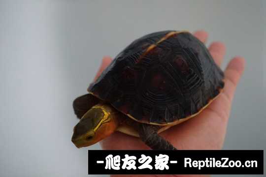 102714e4nnq4ohnanqoq4s.jpg