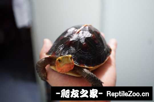 102714u3rel3kelo4b18be.jpg