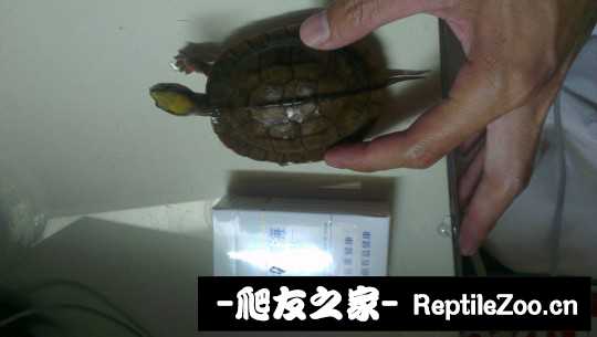 102725a62iwlggkkwui8lu.jpg