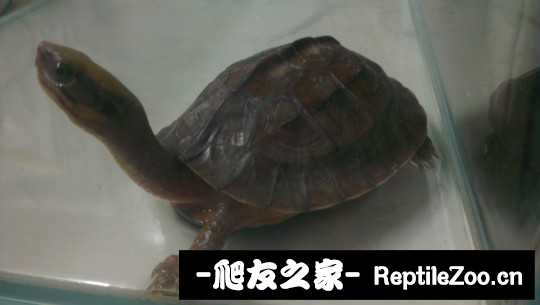 102725l97w7qw8iplepx1p.jpg