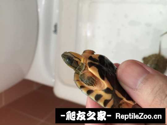 102945b571fyc5hty25yhn.jpg