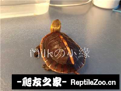 103011qxg4t7yx0tlt3t0t.jpg