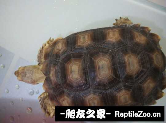 103128coz2fhle80om89sb.jpg