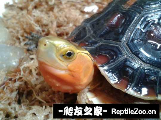 103217pfcmqrcwyde3trau.jpg