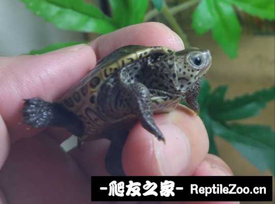 103244iril3nl2qabfg2qb.jpg