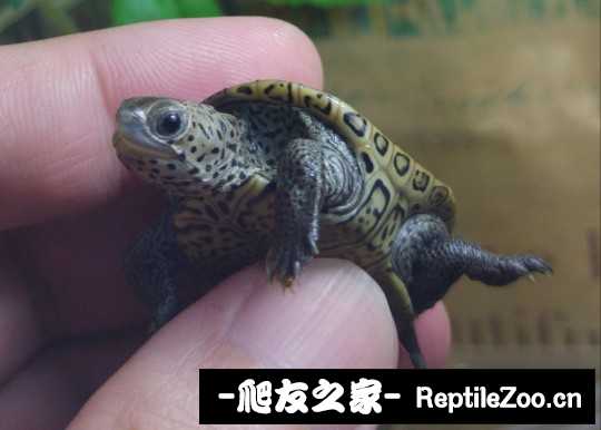 103245jrkzudu6h27figqh.jpg