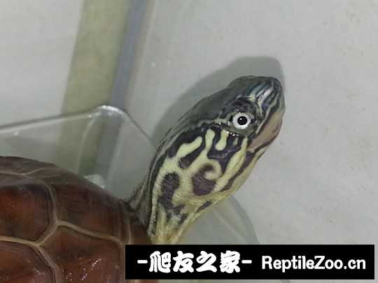 103304z0wxb6ewlmea6uua.jpg