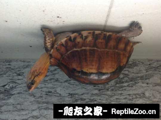 103310hgdziqmlezfwlkrd.jpg