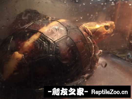 103319rdv9hvoozd9nnzcf.jpg