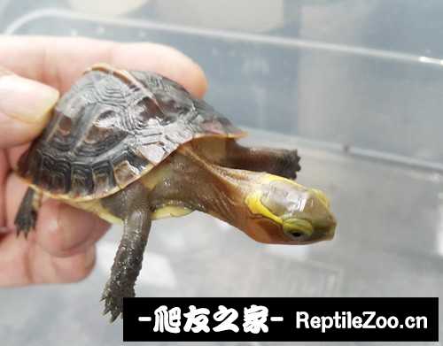 103337m7yzy3bcfy1bb8xx.jpg