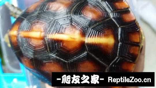 103348myhmdvtbymazfzpm.jpg