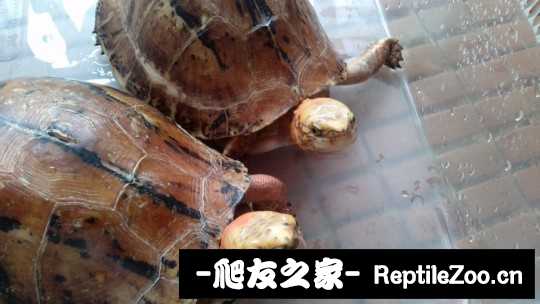103414kddo9b1d5bob5ob9.jpg