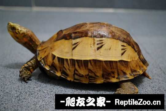 103422tiv1jwyppppwrt2j.jpg