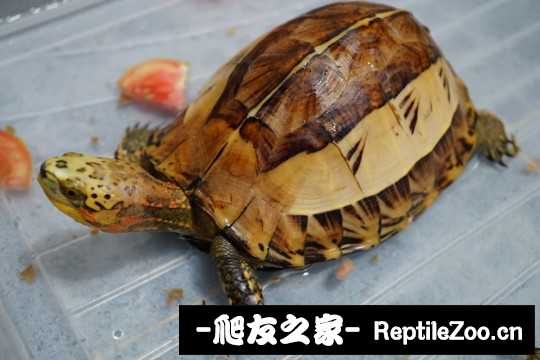 103422zl7lpqubgiphclqd.jpg