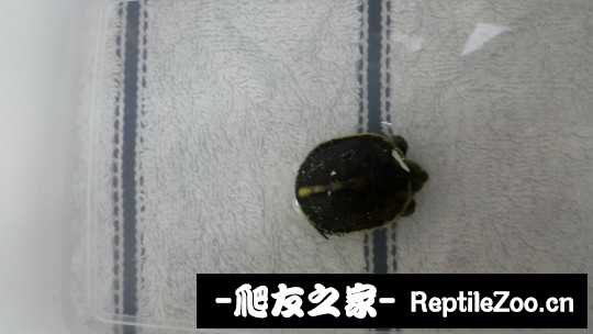 112050fwedoeyywyd99yhz.jpg