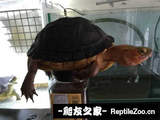 112222gkjhth6kgok9l9op.jpg